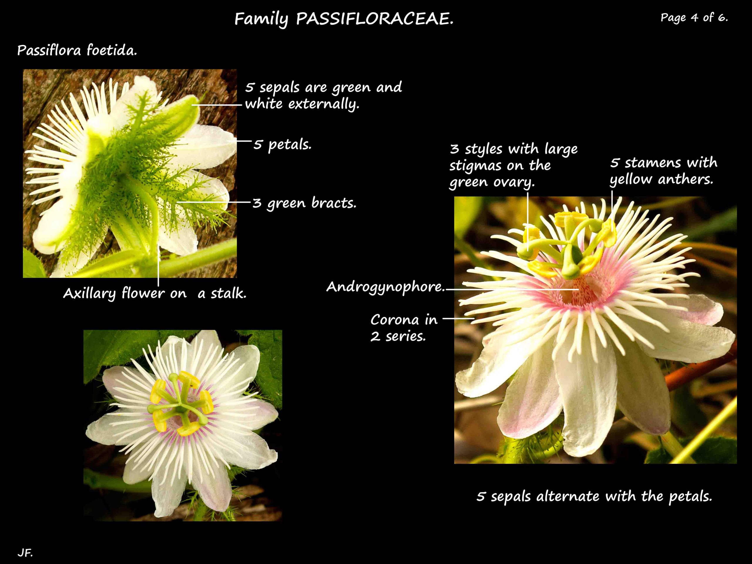 4 Passiflora foetida flowers